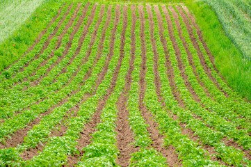 Lush green rows of crops stretch across a well-tended field, basking in warm sunlight during the...