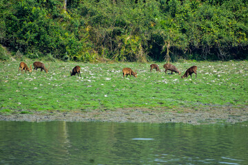 Deer herd grazing by a river, dense forest background