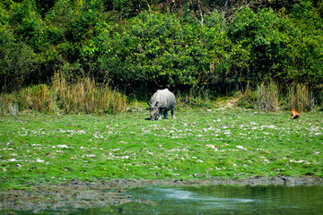 Indian rhinoceros grazing in lush green field