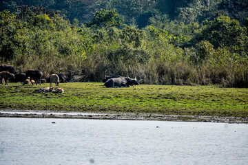 A group of wild water buffalo grazes by a serene lake, with dense green foliage in the background.