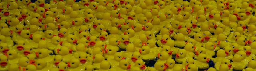 Yellow Rubber Ducks floating on a pool
