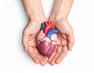 a pair of open hands holding an anatomical heart on a white background, viewed from above. Heart health concept