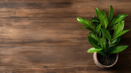 A Captivating Green Plant in a Stylish Pot Perfectly Positioned on a Wooden Floor with Space for Your Creative Text