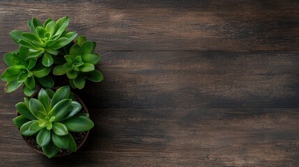 A Minimalist Aesthetic with a Small Plant on a Wooden Surface Perfect for Text Space