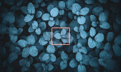 Moody teal foliage backdrop with a glowing square frame highlighting a cluster of leaves. Perfect for nature-themed designs, social media posts, or blog backgrounds.