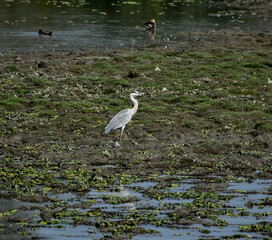 Great Egret in a pond looking for prey in Kaziranga.