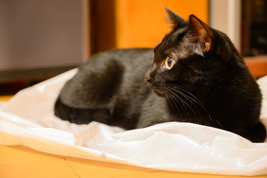 室内の座っっている黒猫