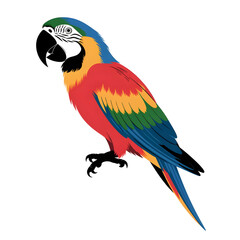 Obraz premium american blue and yellow macaw isolated