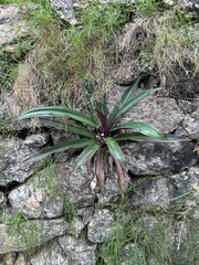 bromelia nas pedras