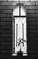 Janela com grades e um bonsai, 