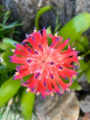 Bromélia Aechmea