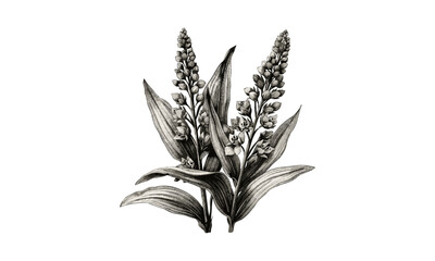 Vintage Engraving of Veratrum Nigrum Flowers, Botanical Art, Inflorescence, Natural Illustration, Medicinal Herbs, Flower Arrangement, Hand-drawn, Vector Illustration.