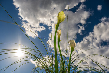 White Calla Lilies Against a Sunny Sky with Clouds