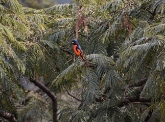 Short-billed Minivet bird sitting on a branch.