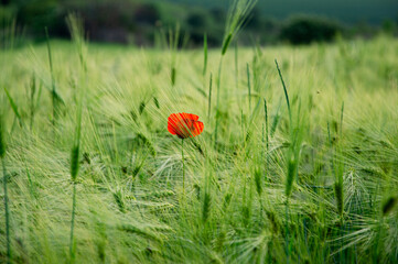 A single red poppy blooms amidst a sea of bright green wheat in a rural field during a sunny late spring afternoon © Sasha