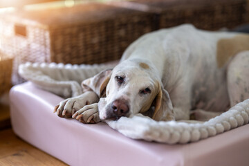 Porcelaine hound - chein de franche comte- snuggling in his bed