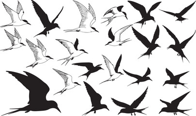 Arctic Tern Silhouettes Vector Pack