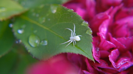 spider  on flower