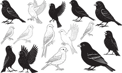 Canary Silhouettes Vector Pack