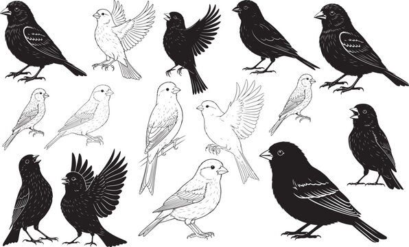 Canary Silhouettes Vector Pack