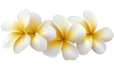  White And Yellow Frangipani