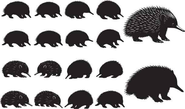 Echidna Silhouettes &ndash; Solid Black & Outline Vector Set