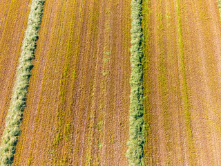 Fresh hay on field in summer