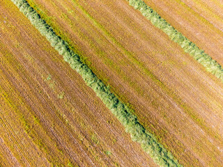 Fresh hay on field in summer