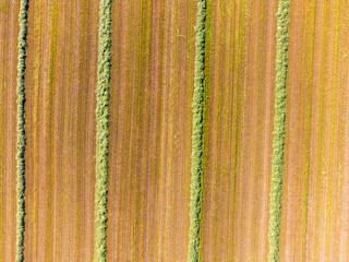 Fresh hay on field in summer