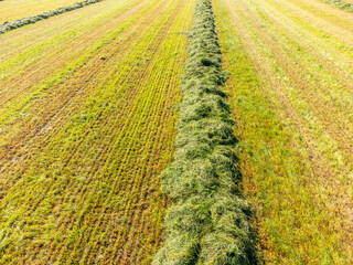 Fresh hay on field in summer