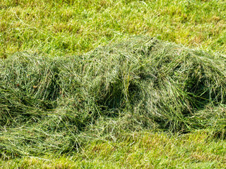 Fresh hay on field in summer