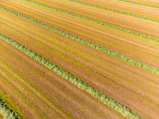 Fresh hay on field in summer