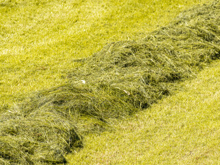 Fresh hay on field in summer