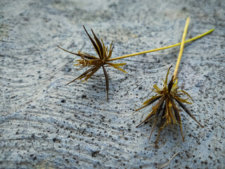 Dried Cosmos caudatus flowers falling on concrete surface.
