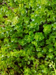 green leaves background