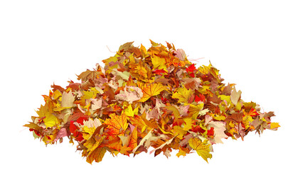 Pile of autumn colored leaves isolated on transparent background. Colorful foliage of maple leaves in the fall season. 3D illustration