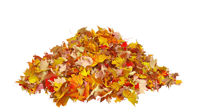 Pile of autumn colored leaves isolated on transparent background. Colorful foliage of maple leaves in the fall season. 3D illustration