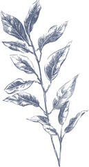 hand drawn flower sketch