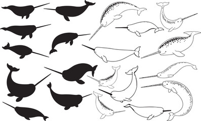 Narwhal Silhouettes – Solid Black & Outline Vector Set © Qasim Farooq