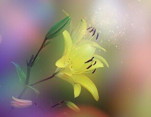 Beauty yellow lilly flower in moonlight on blurred background