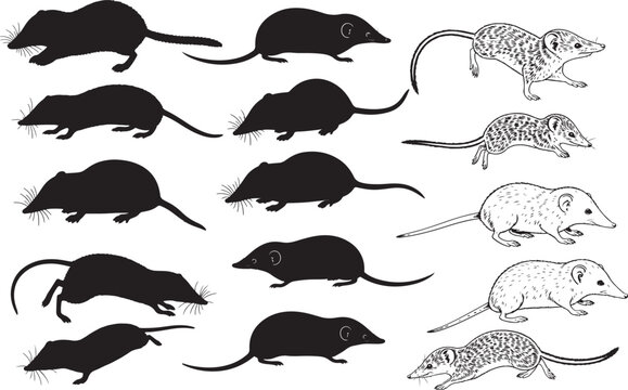 Shrew Silhouettes &ndash; Solid Black & Outline Vector Set