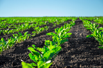 Rows of young sugar beets thrive in fertile soil while soaking up sunlight in a rural field on a sunny day