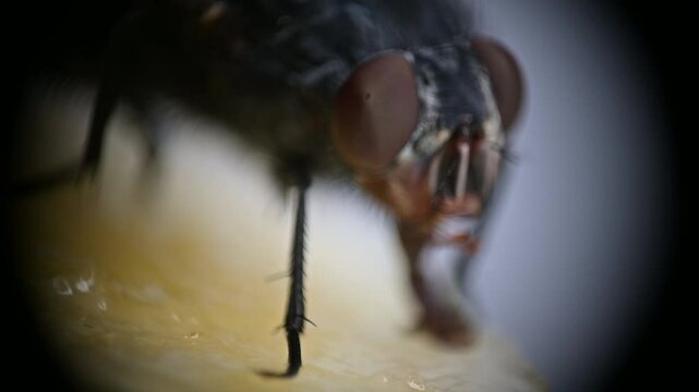 A close-up view of an fly insect feeding on a piece of fruit, showcasing its intricate facial features, large eyes, and vivid textures against a shallow focus background