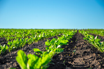 Young sugar beets flourish in well-tended rows, soaking up sunlight in an open field with soil rich in nutrients under clear skies