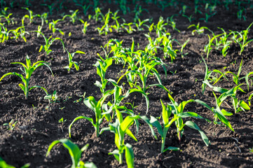 Vibrant young corn plants grow steadily in dark, fertile soil under warm sunlight, symbolizing agricultural potential and growth