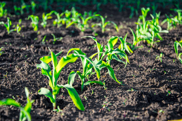 Green young corn shoots emerge from dark soil, basking in sunlight, showcasing their growth during the warm summer days