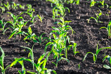 Corn plants are sprouting vigorously in dark soil, showcasing healthy green leaves under bright sunlight on a sunny day