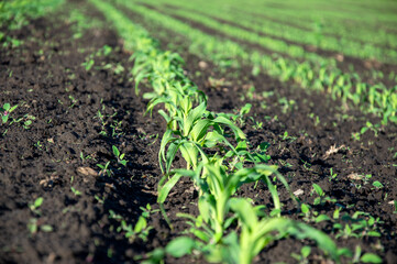 Healthy young corn plants thrive in nutrient-rich soil, symbolizing growth and agriculture during the early growing season