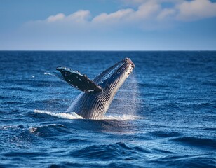 Fototapeta premium majestic humpback whale gliding through ocean waters symbolizing marine life preservation and ocean ecosystem awareness ideal for world ocean day eco campaigns and conservation efforts