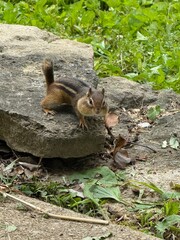 chipmunk with nuts in cheeks